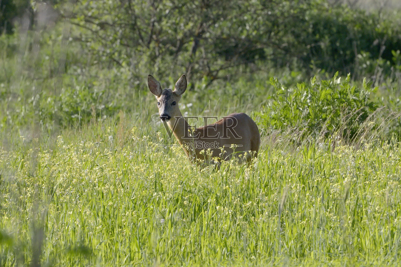 自然生境中的罗巴克照片摄影图片
