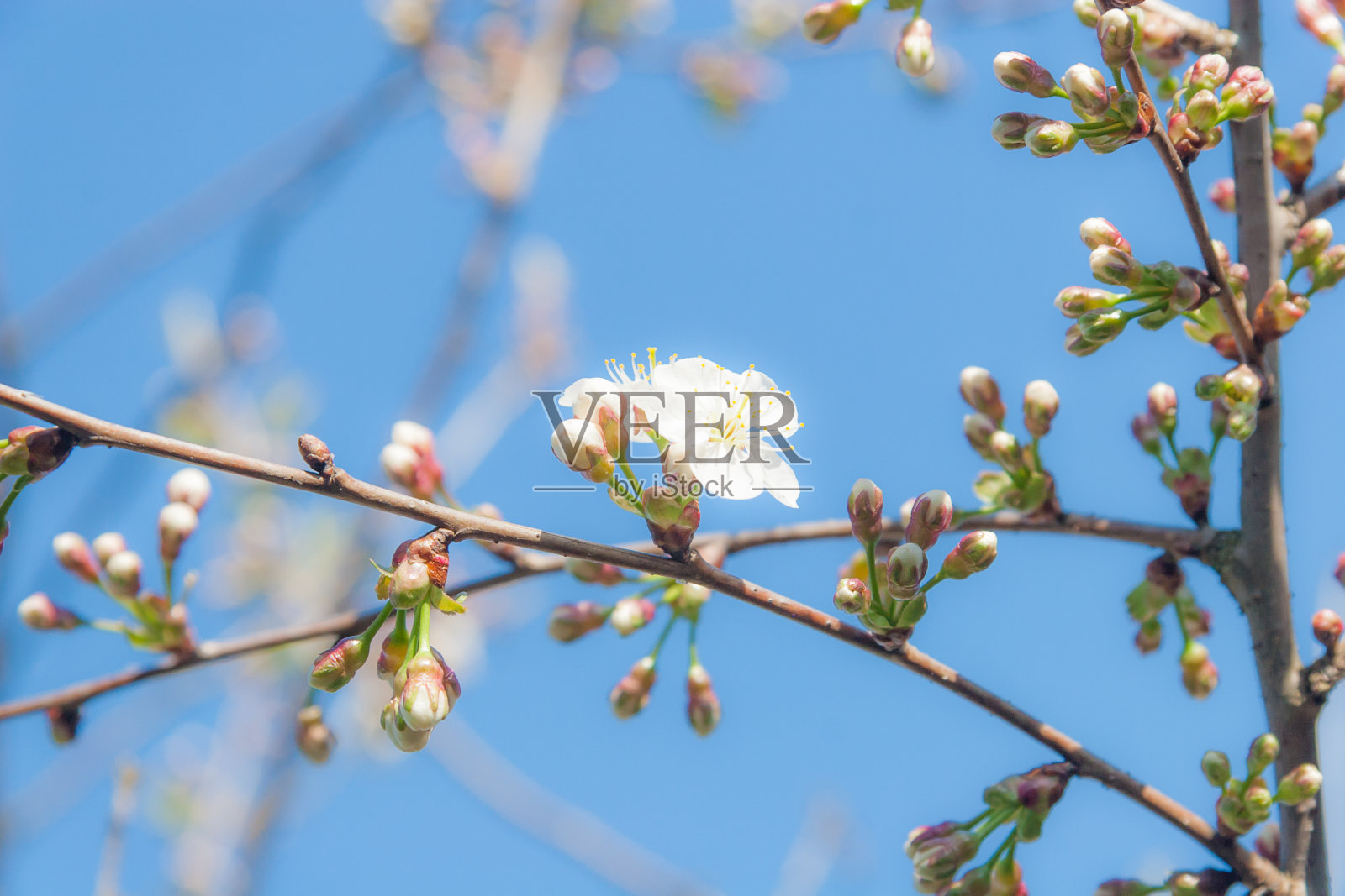 樱桃树开花照片摄影图片