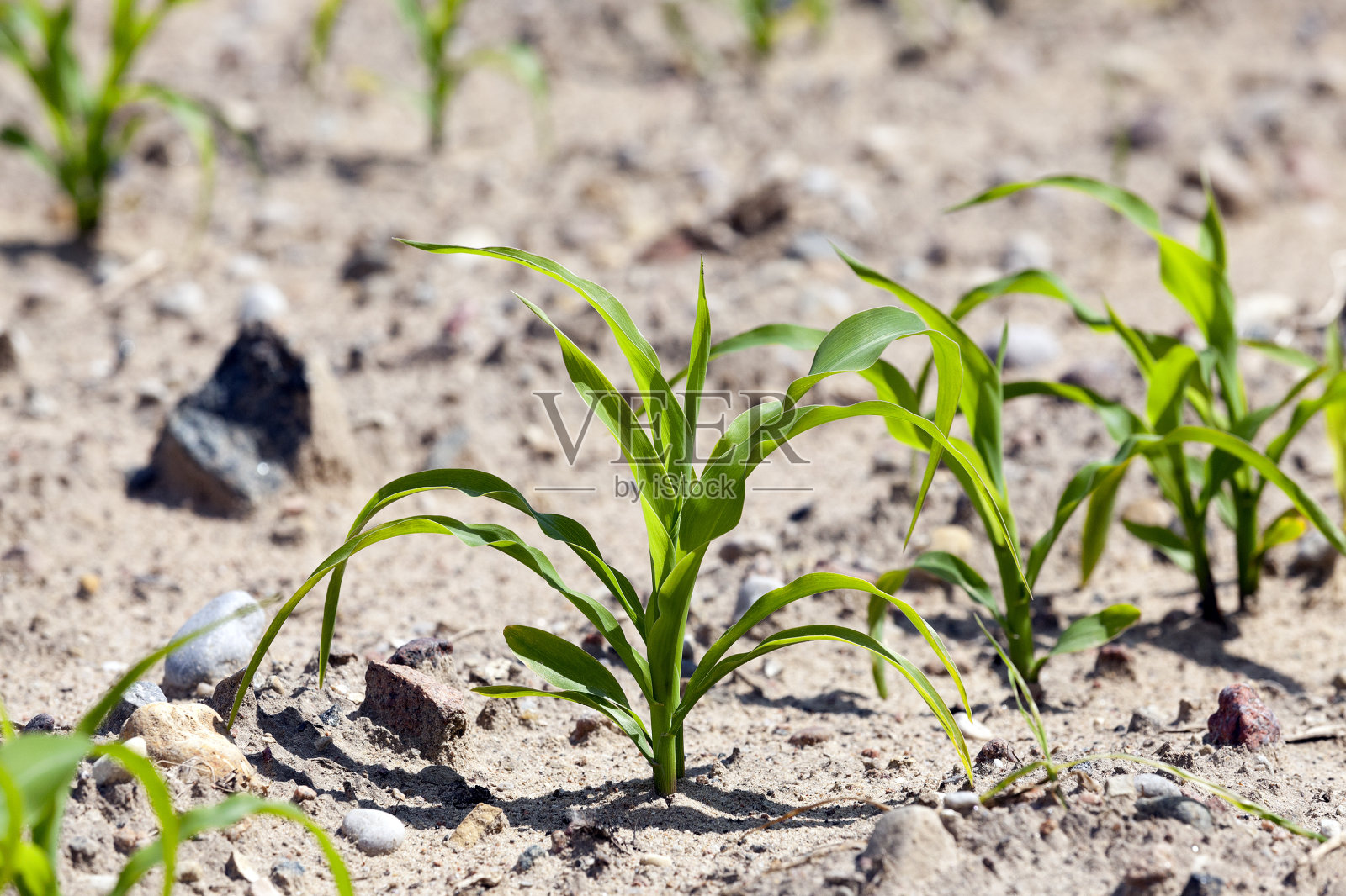 场玉米照片摄影图片