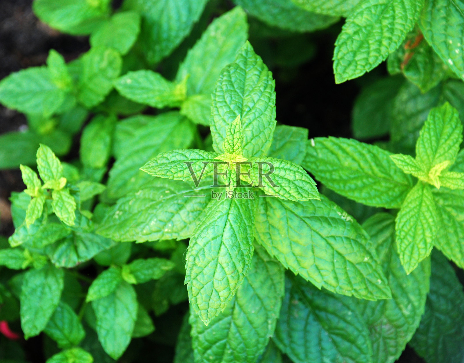 薄荷树照片摄影图片