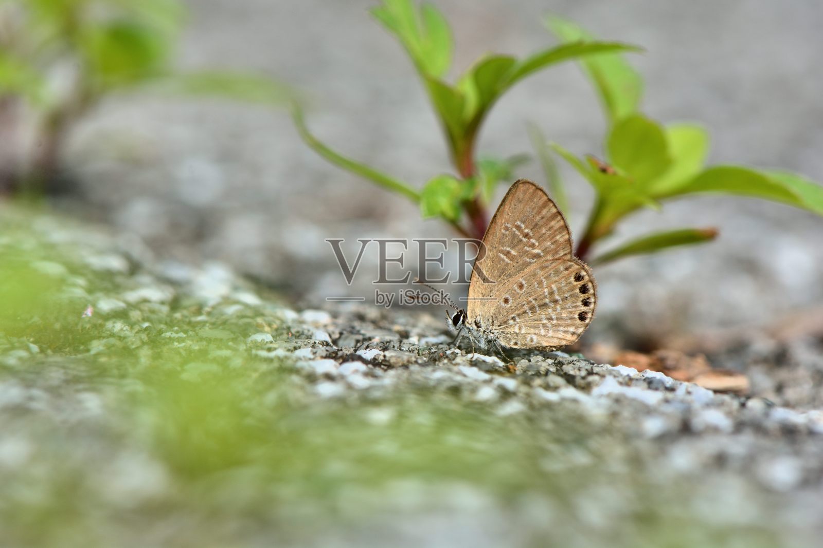 蝴蝶照片摄影图片
