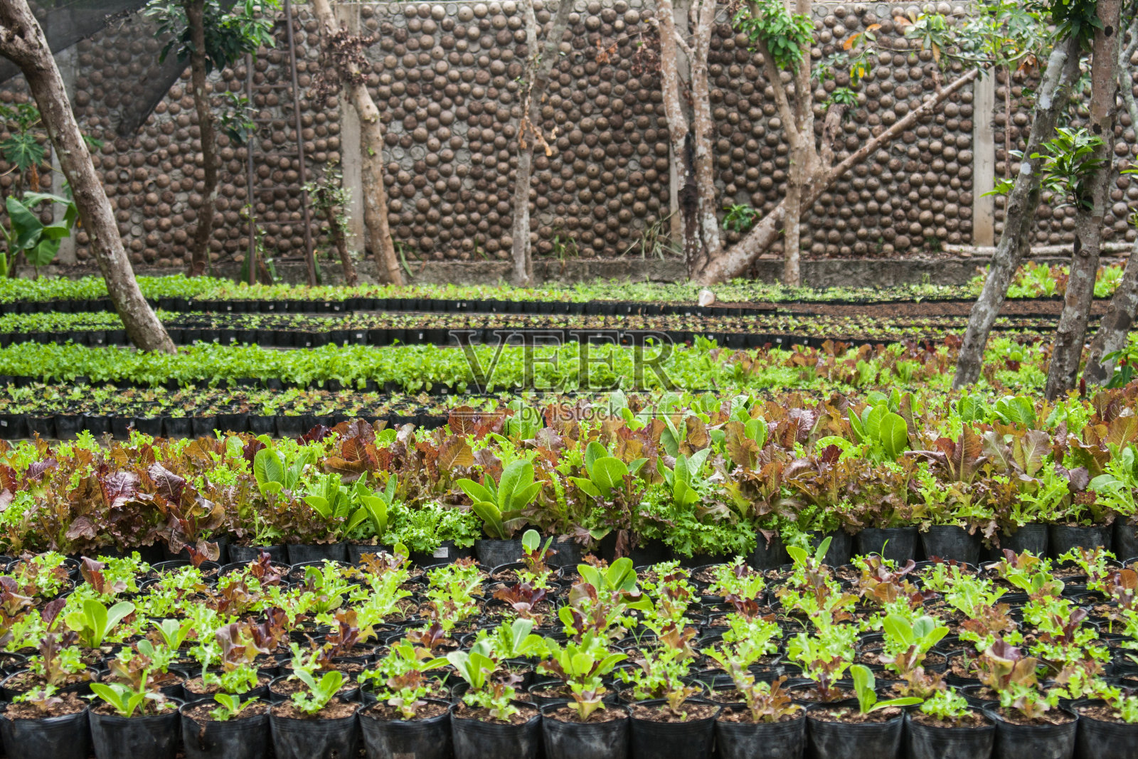 正式的花园照片摄影图片