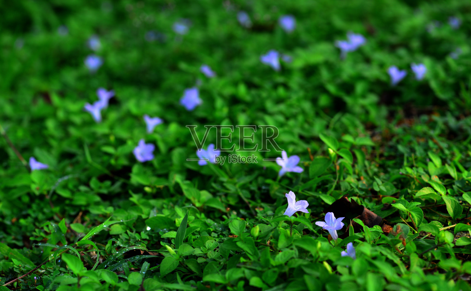 背景来自温柔的紫罗兰小花照片摄影图片