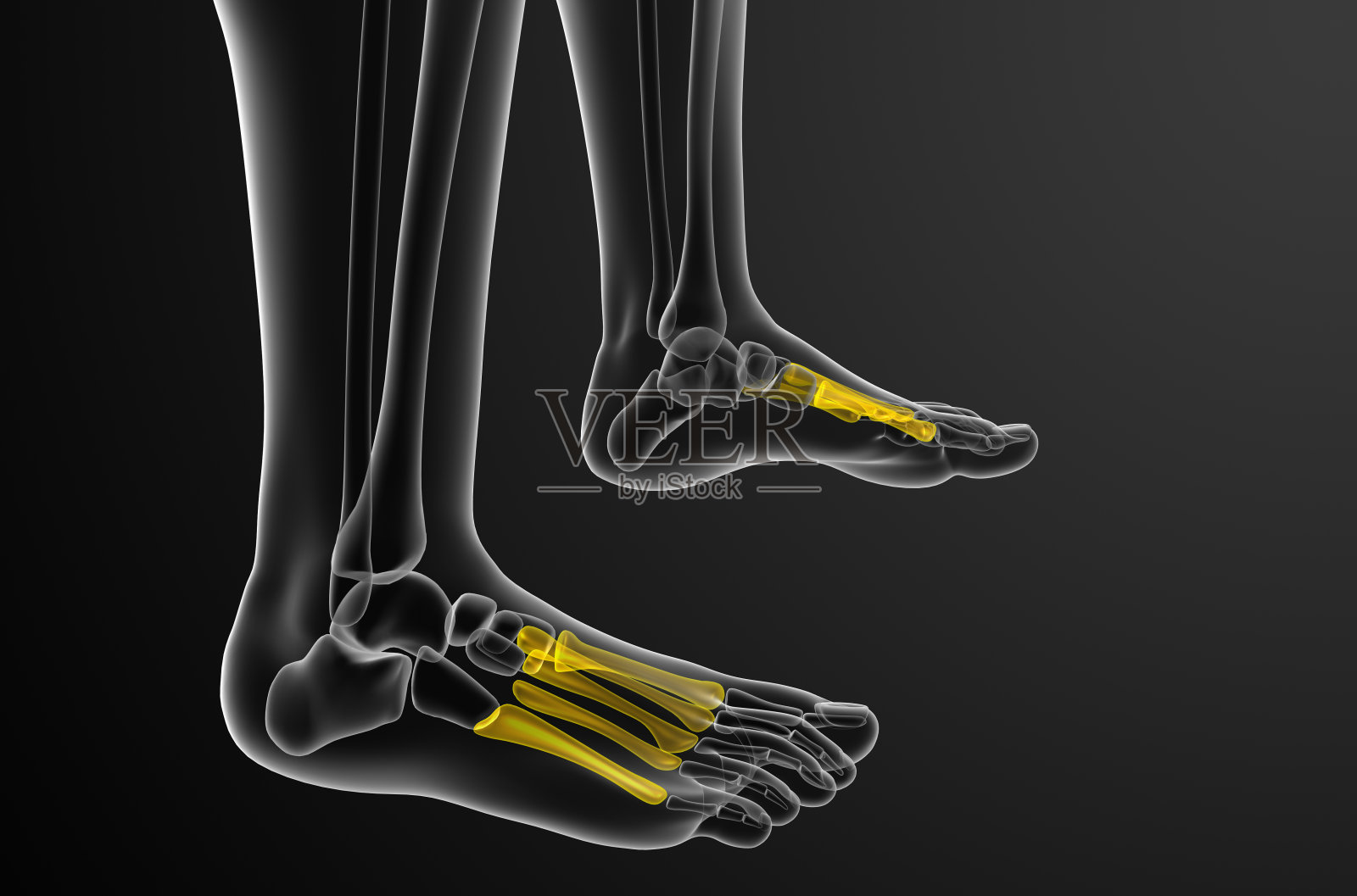 3d渲染医疗插图的跖骨照片摄影图片