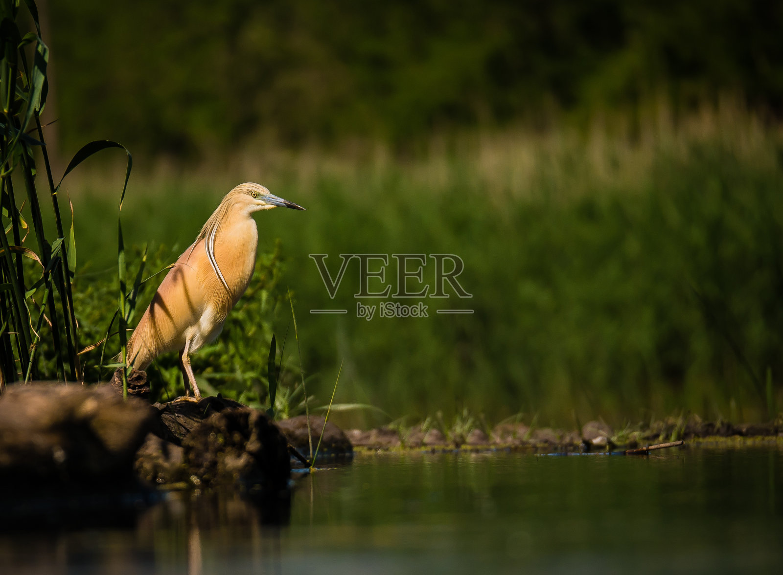 Squacco鹭照片摄影图片