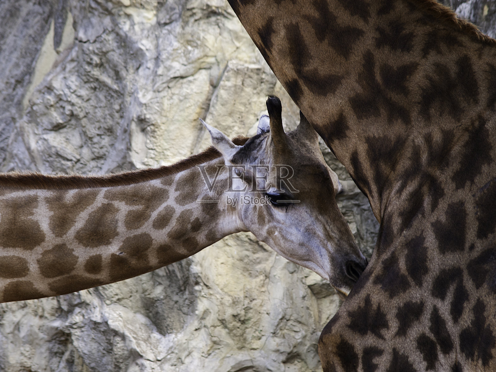 一对长颈鹿和石头站在一起照片摄影图片