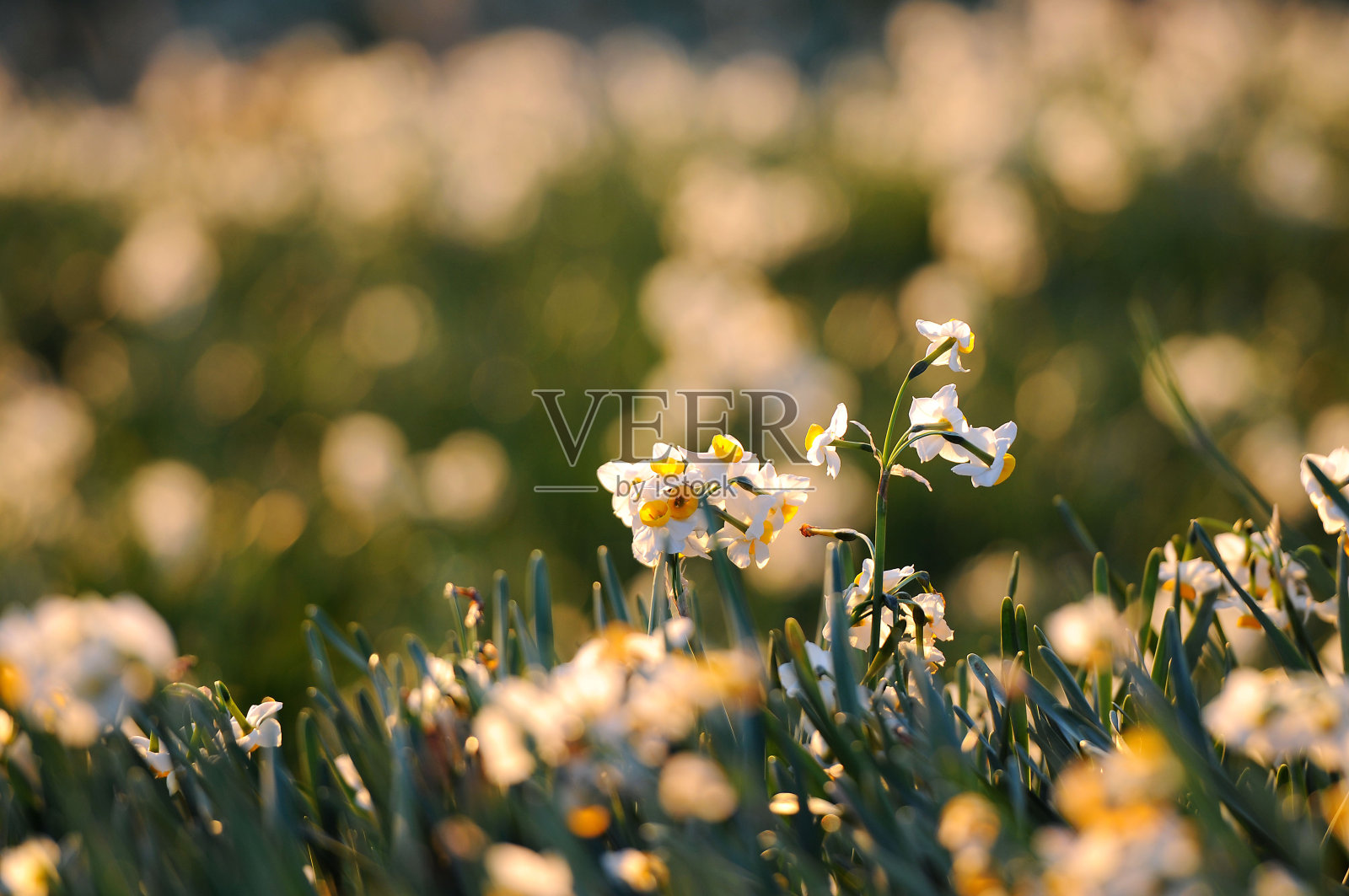 ?？照片摄影图片