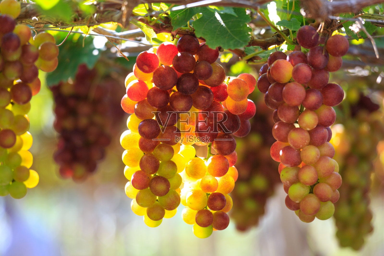 越南宁顺省葡萄园里的成熟葡萄照片摄影图片