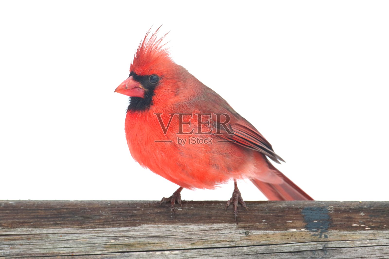 白色的北方红衣主教照片摄影图片