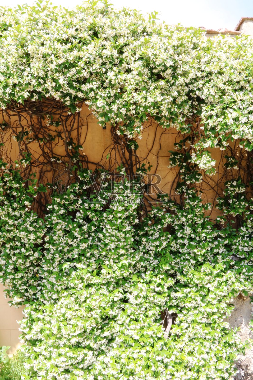 意大利夏日茉莉花香照片摄影图片