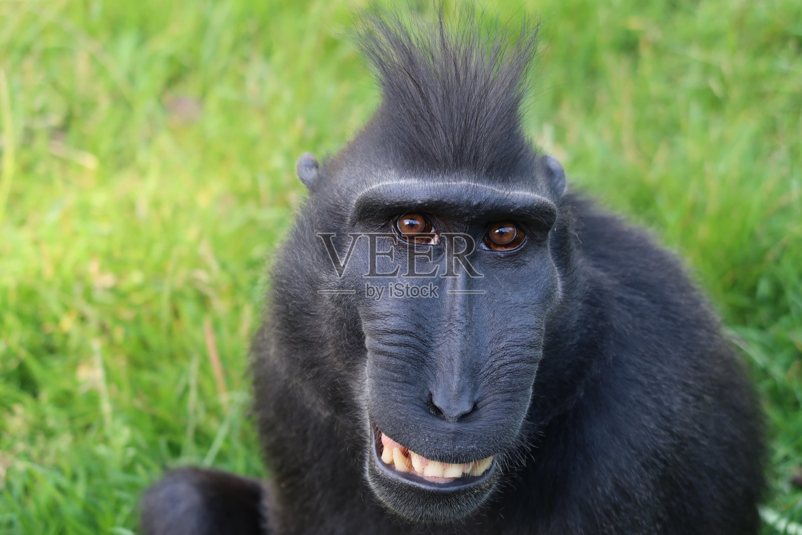 罕见的冠毛犬只猴子照片摄影图片