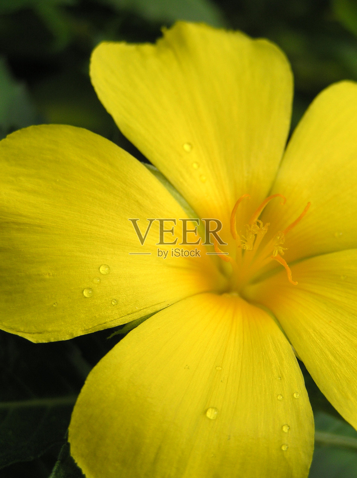 黄花的特写照片摄影图片