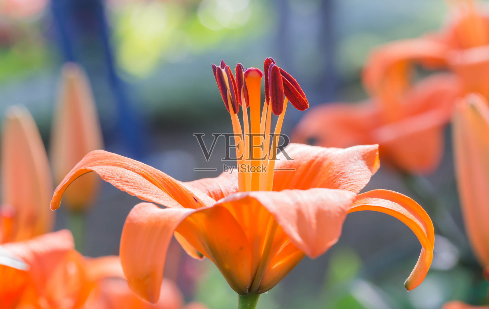 花照片摄影图片