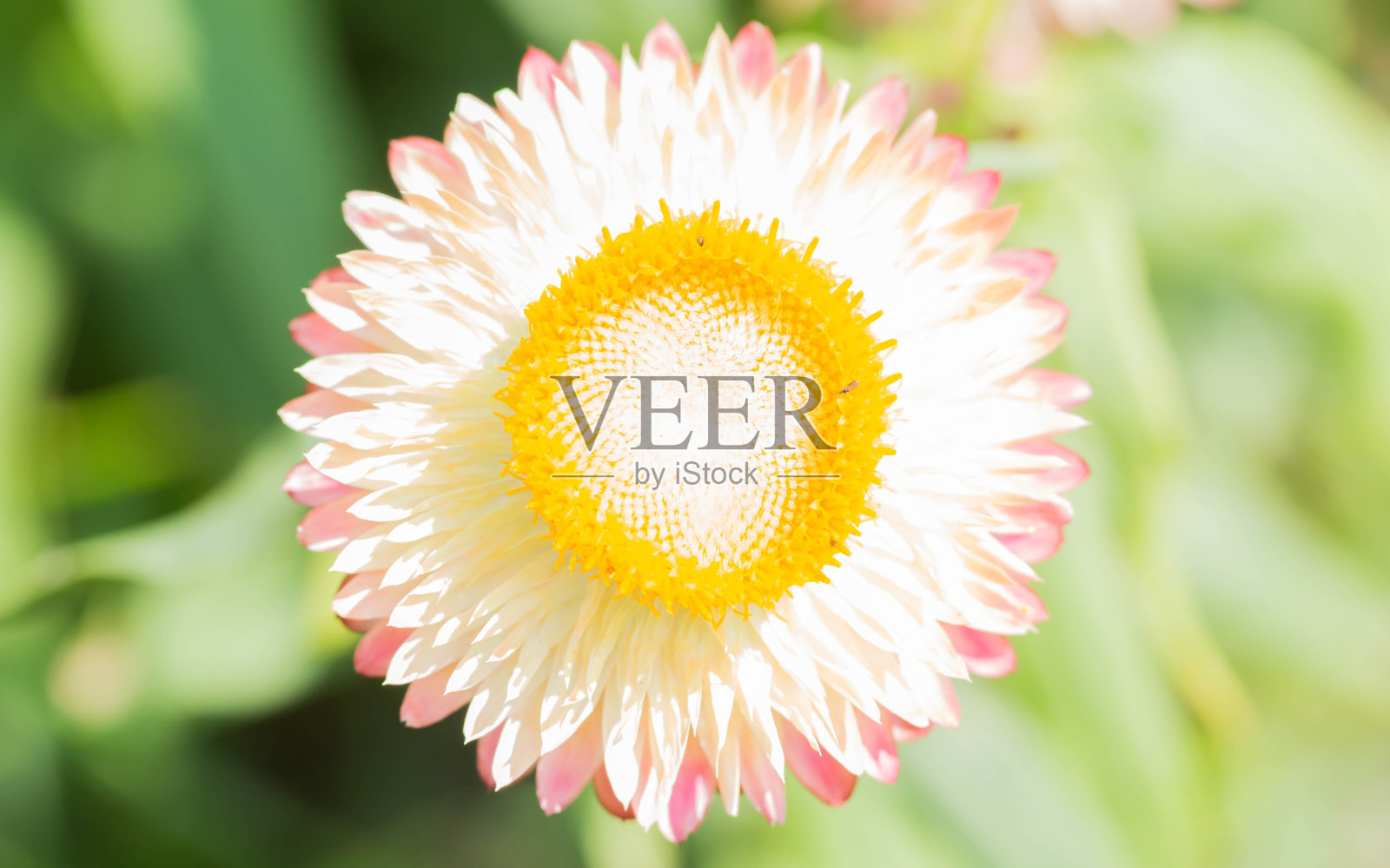 花照片摄影图片