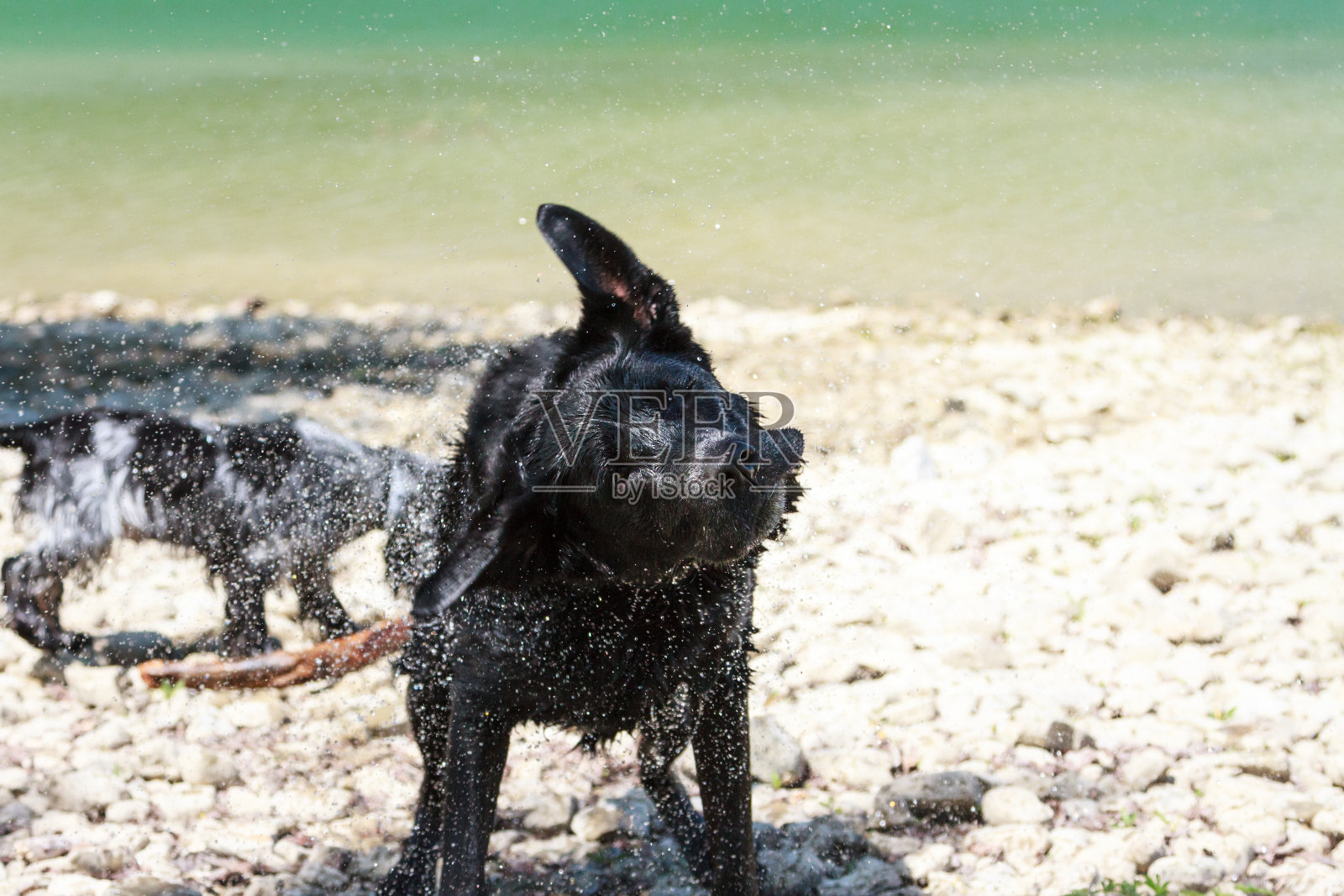 海中的黑色拉布拉多寻回犬照片摄影图片