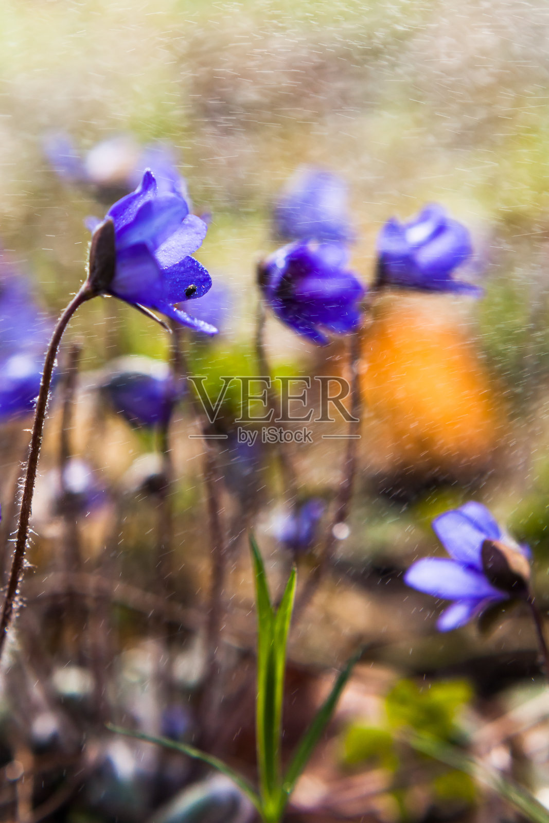 春天的花朵照片摄影图片