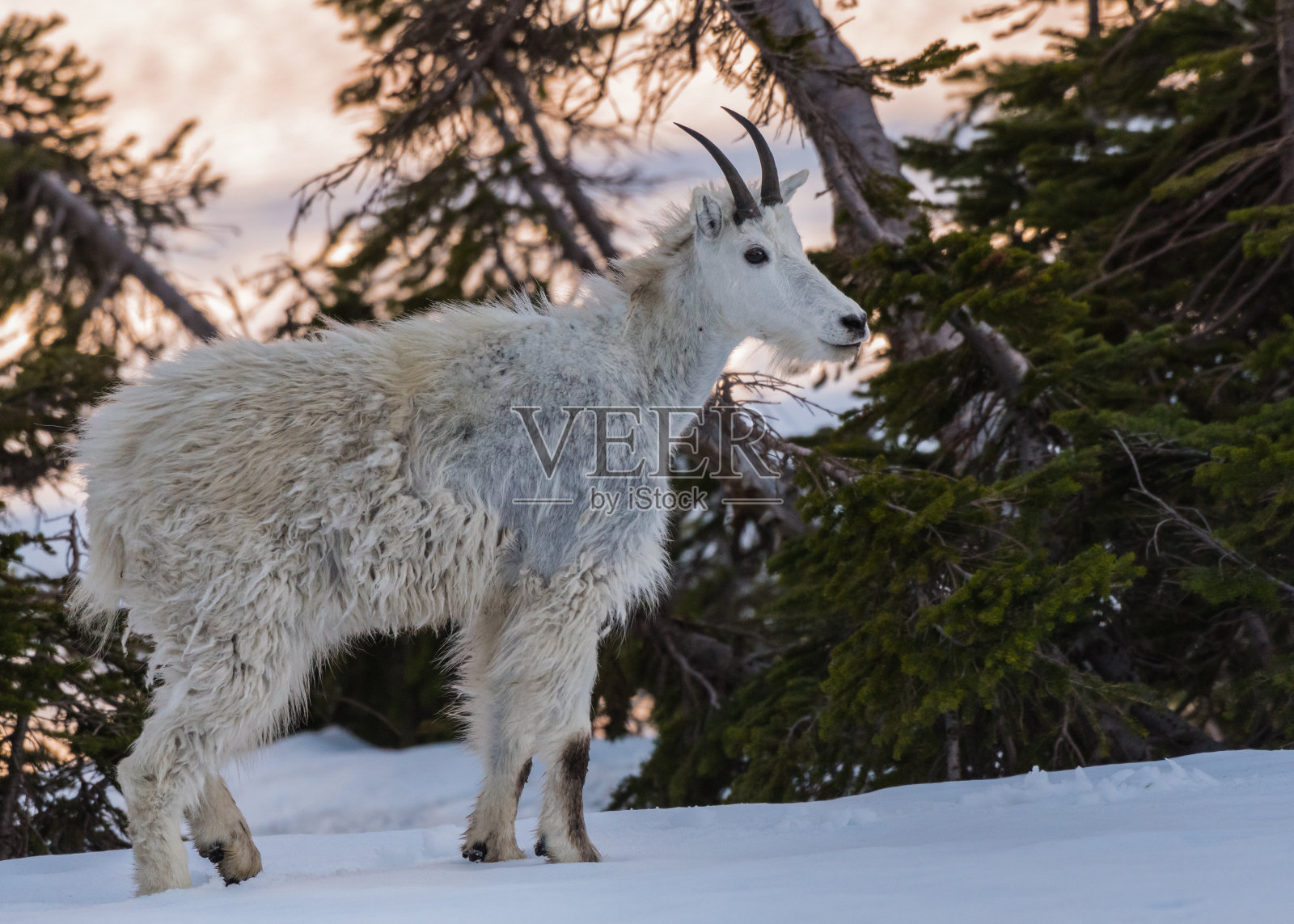小山羊站在雪地里照片摄影图片