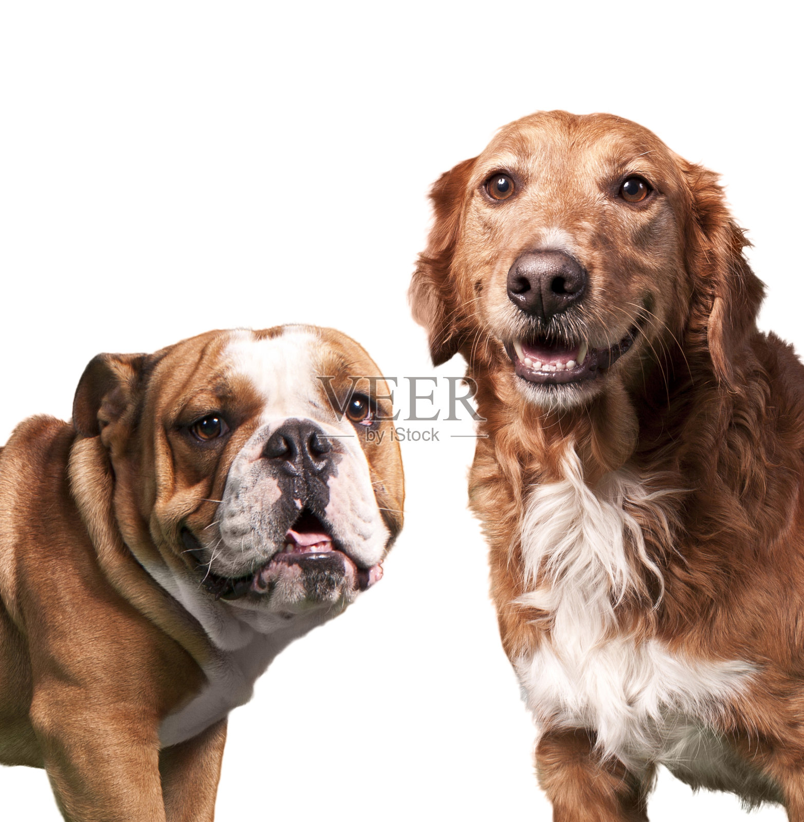 金毛猎犬和斗牛犬照片摄影图片