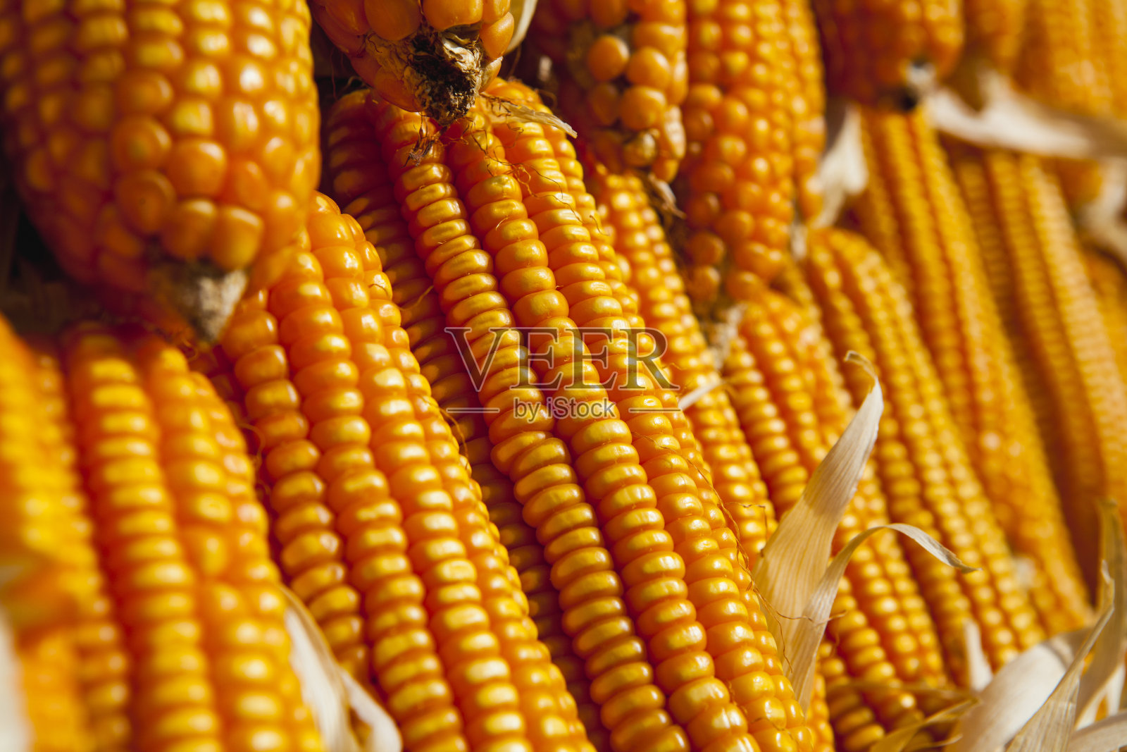 玉米穗照片摄影图片