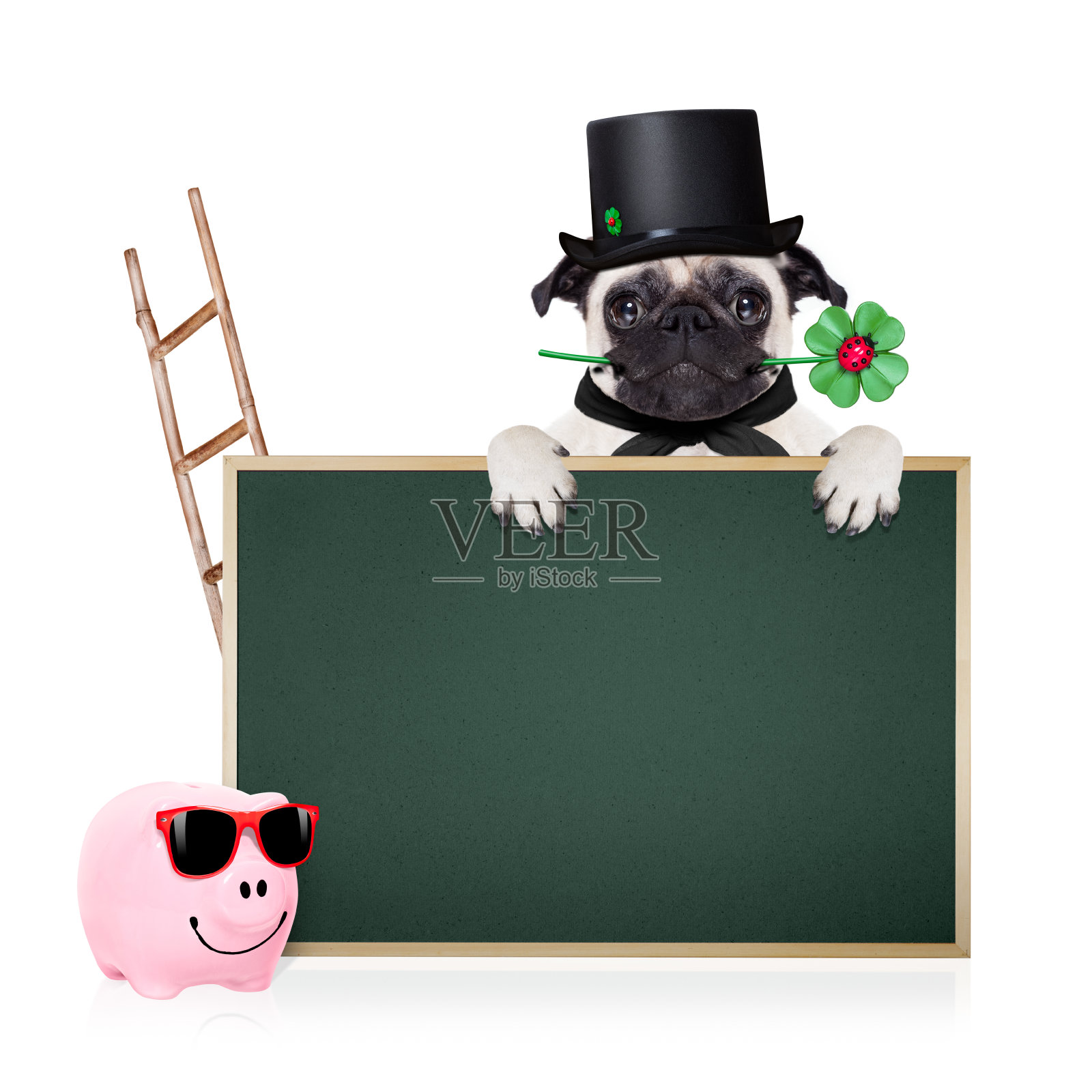 除夕狗照片摄影图片