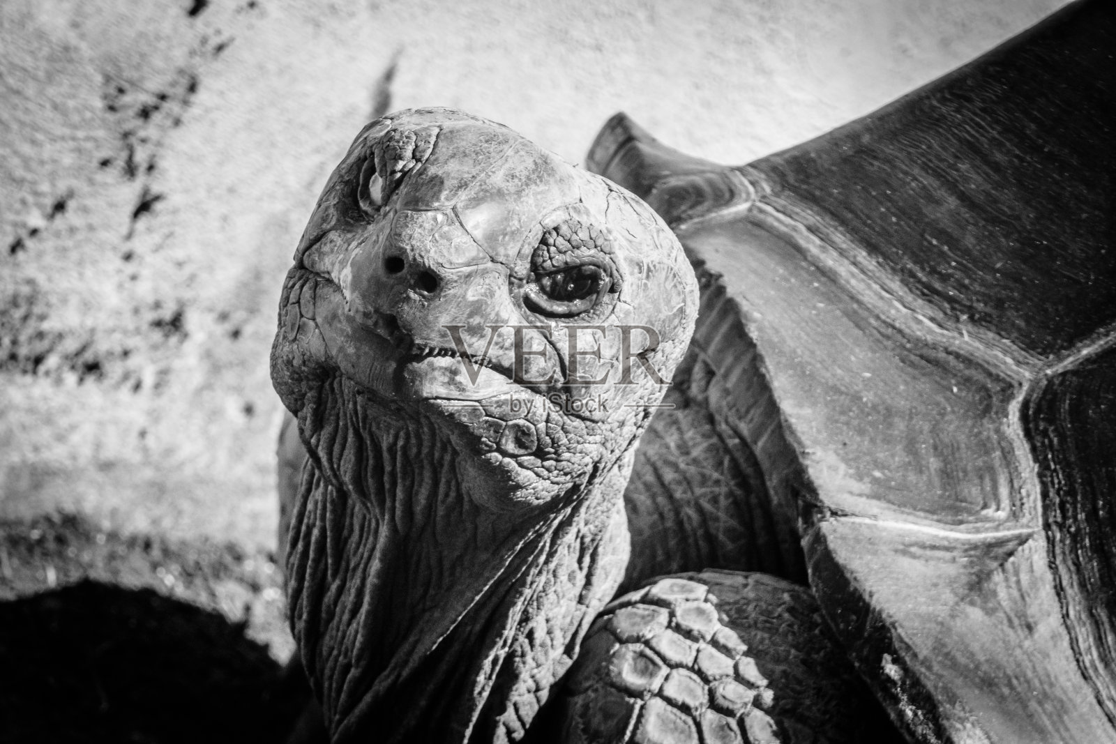 乌龟的肖像照片摄影图片