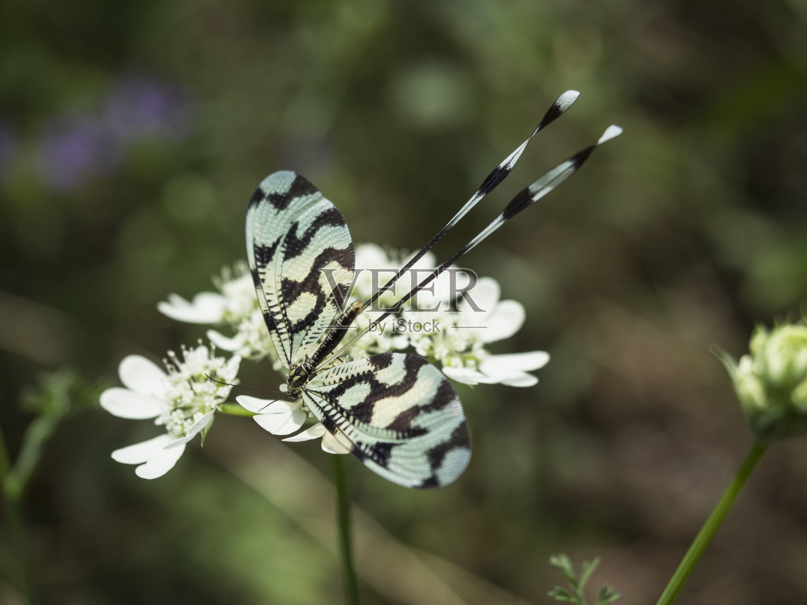 木仙女照片摄影图片