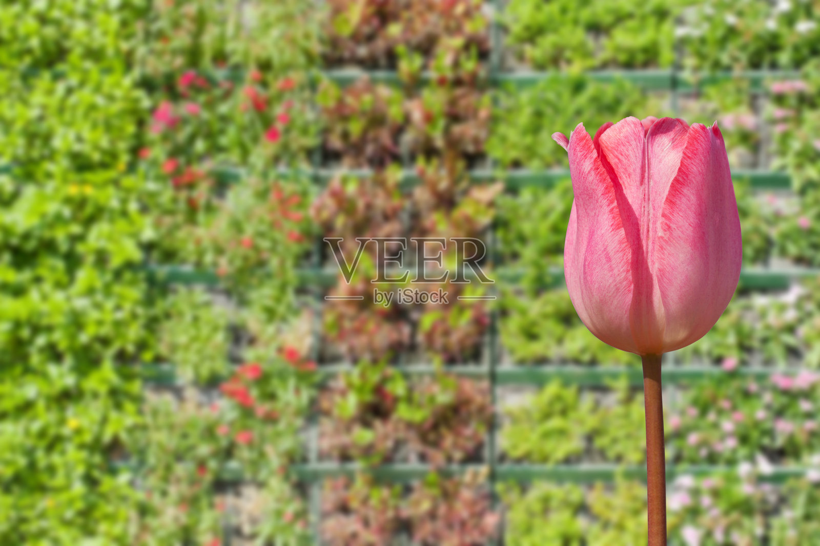 粉色郁金香照片摄影图片