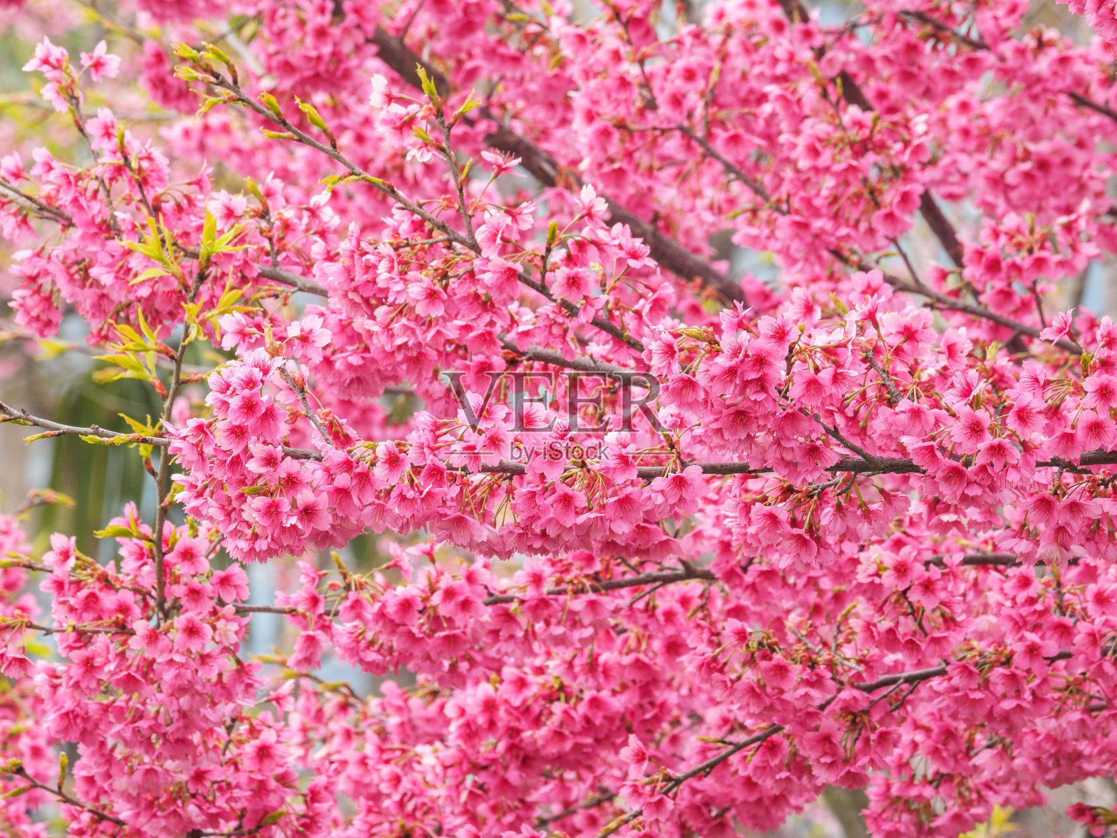 樱花或樱花与美丽的自然背景照片摄影图片