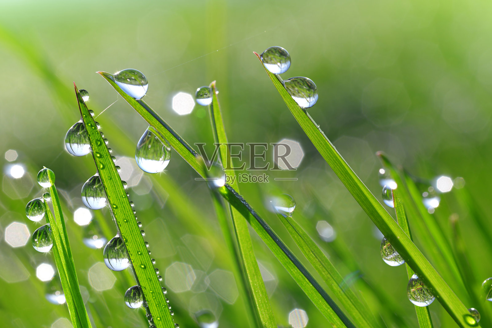 新鲜的绿草带着露珠靠近照片摄影图片
