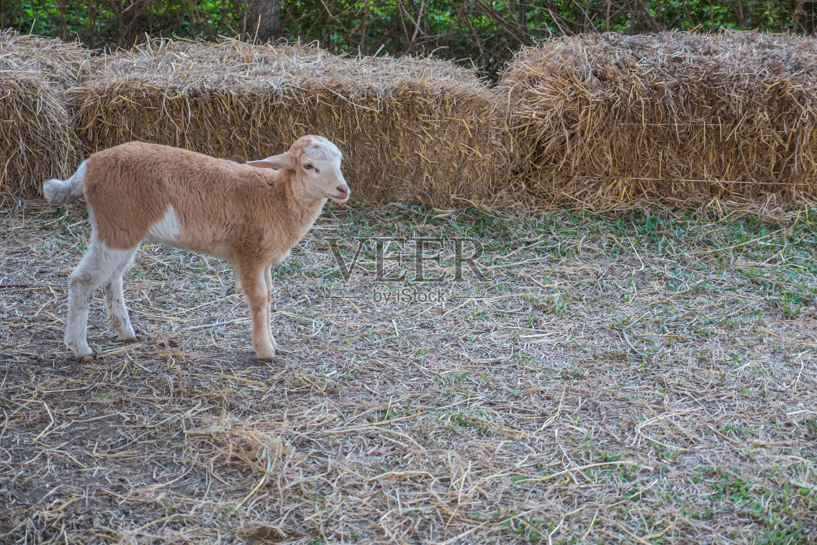 羊肉照片摄影图片