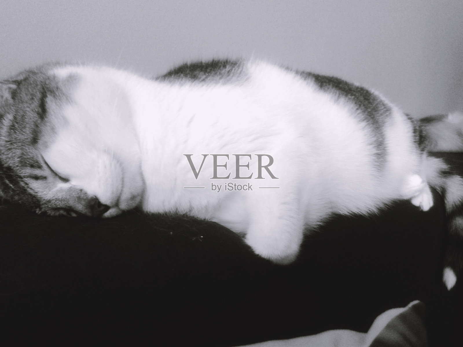 睡觉的猫照片摄影图片