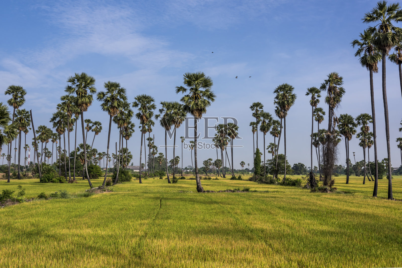稻田和棕榈树。照片摄影图片