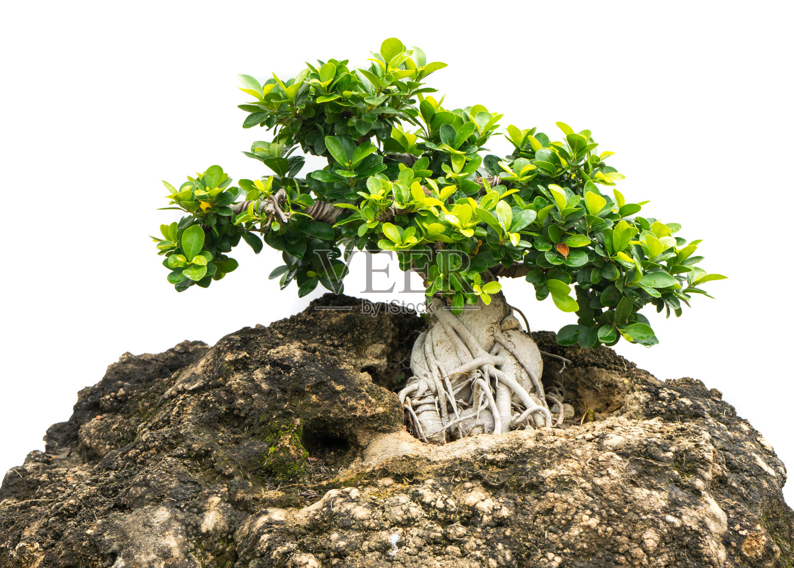 盆景树隔离照片摄影图片