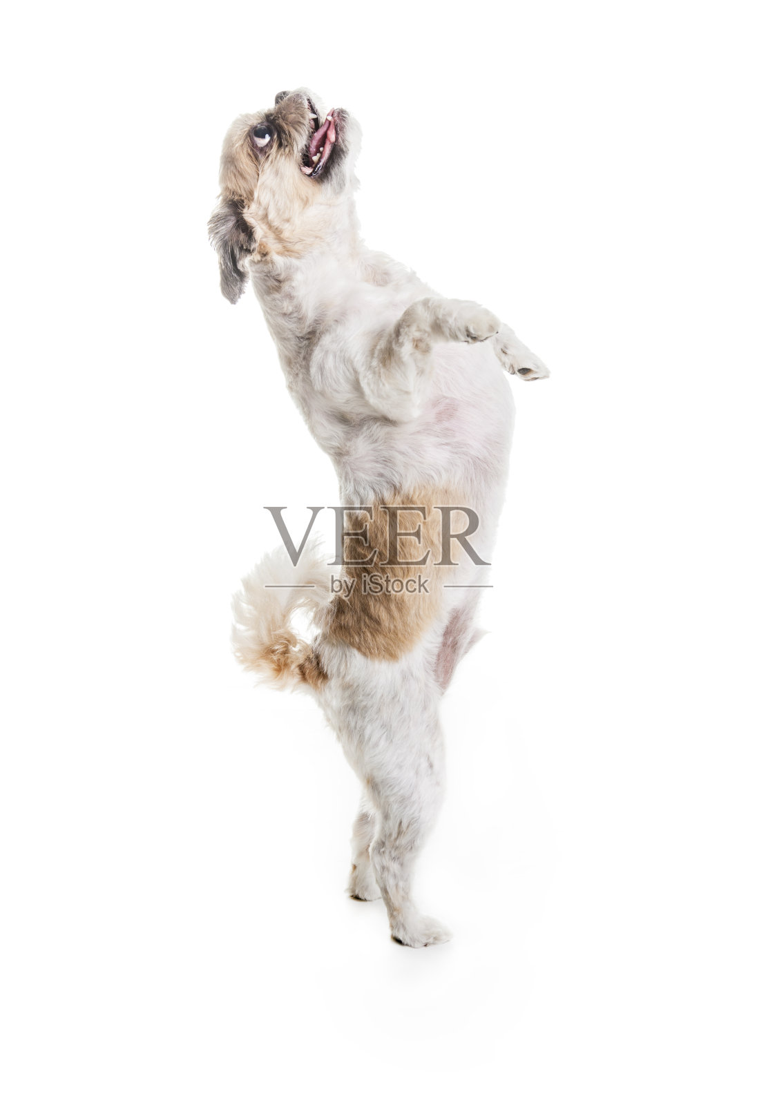 白色背景下的拉萨阿普索犬照片摄影图片