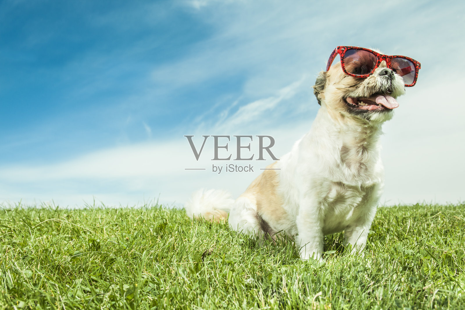 白色背景下的拉萨阿普索犬照片摄影图片