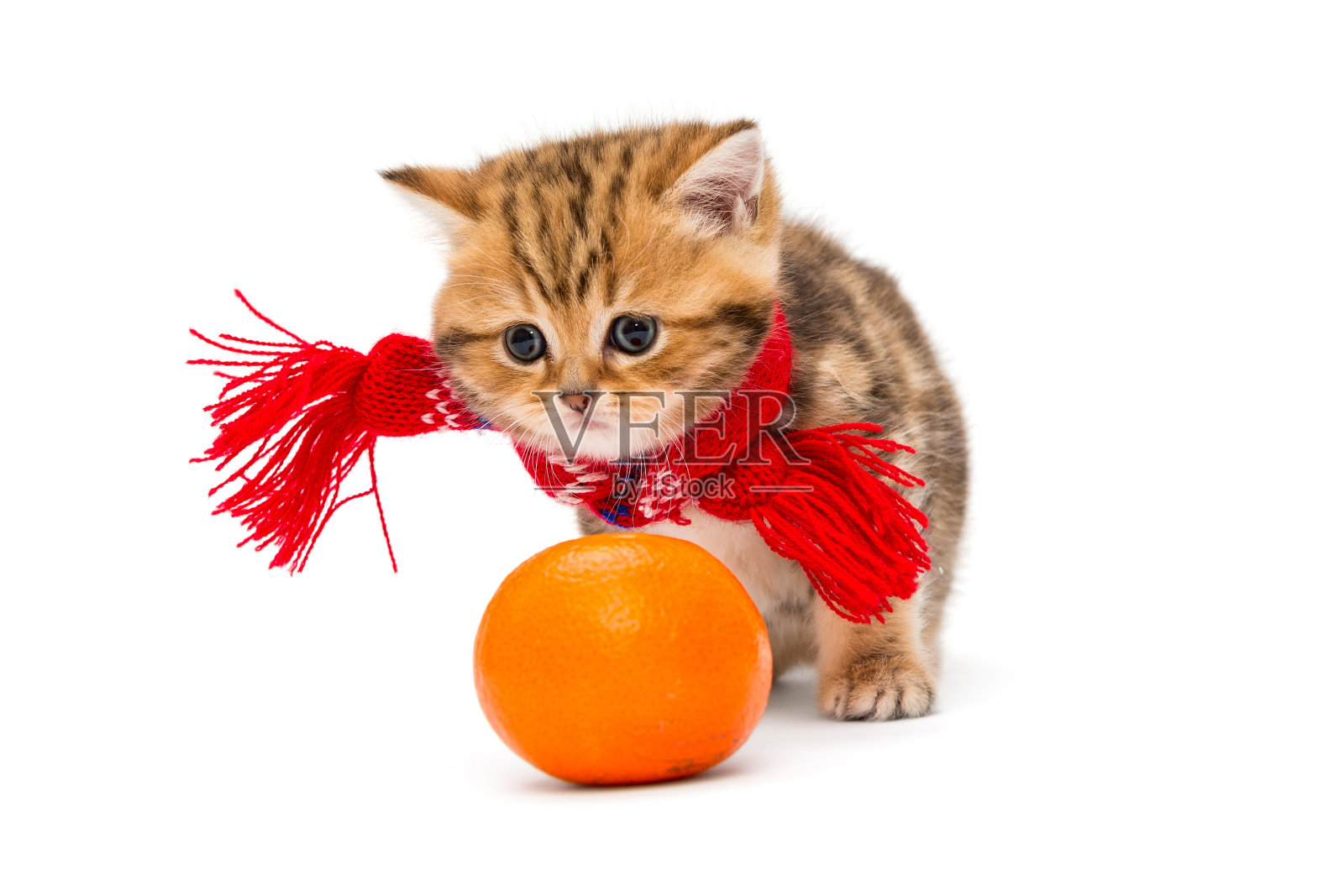 戴着红色围巾和橘子的猫照片摄影图片
