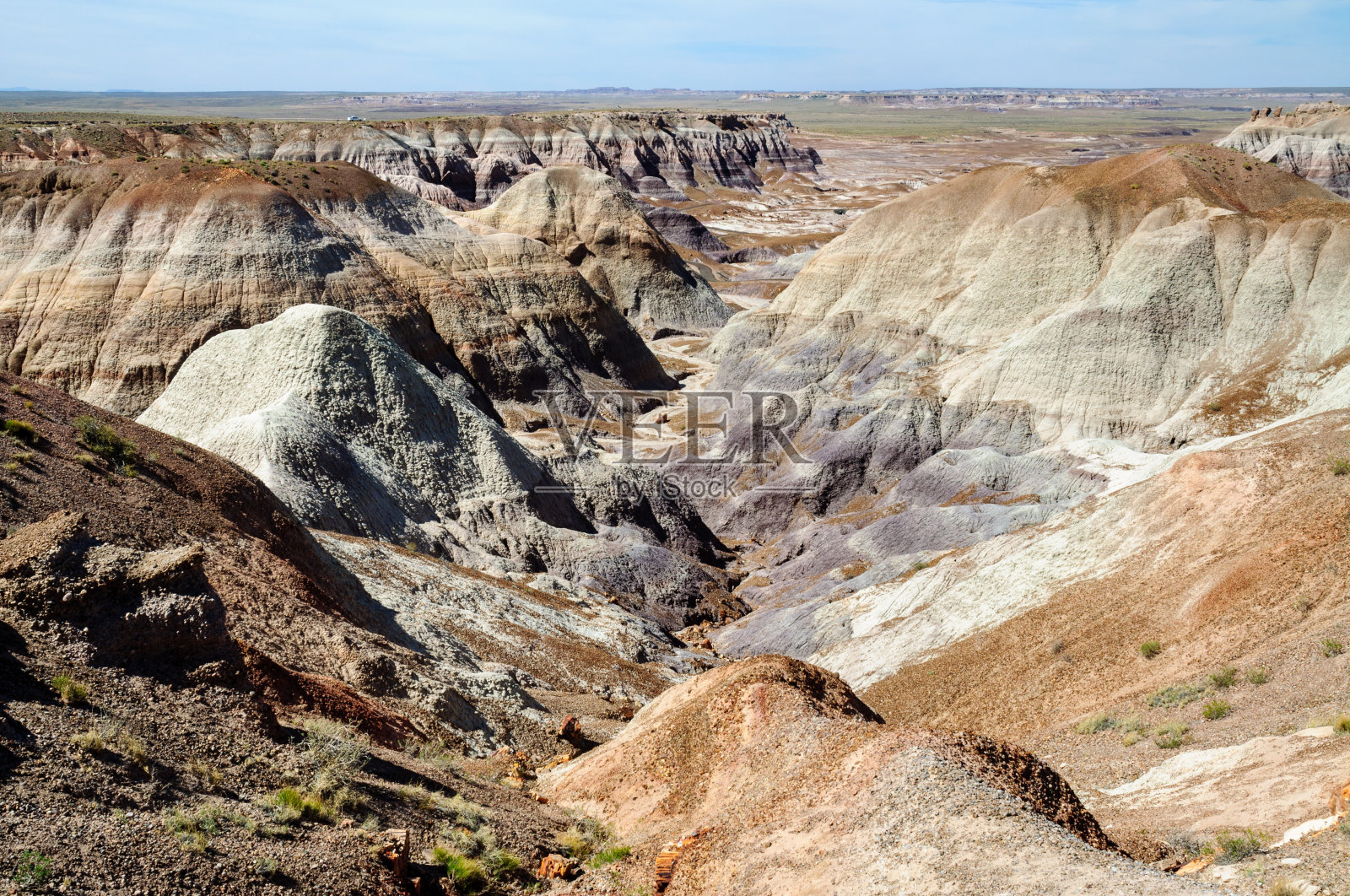 石化森林国家公园照片摄影图片