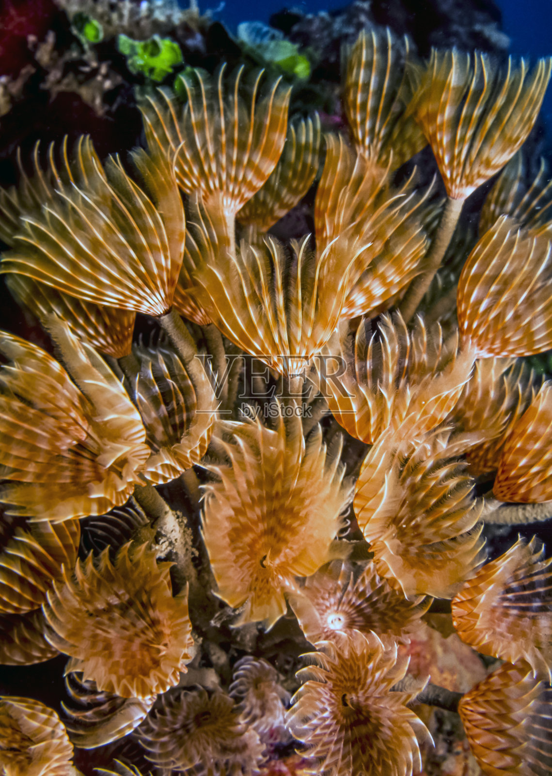 社交鸡毛掸子，Bispira brunnea照片摄影图片