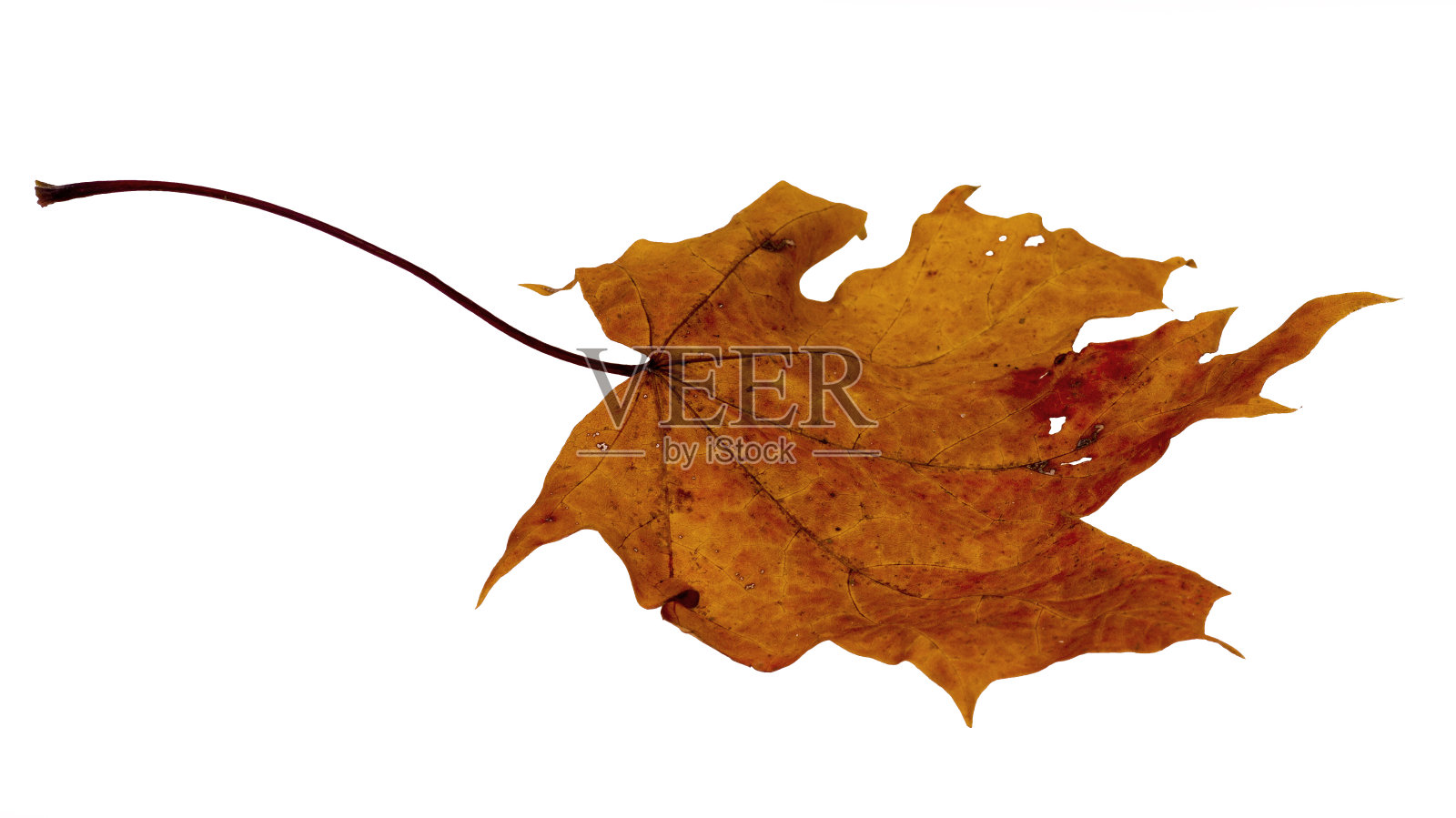 干叶子照片摄影图片