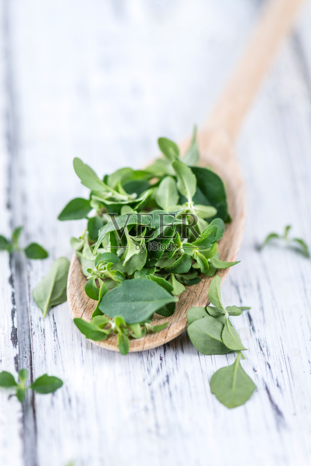 薄荷的叶子照片摄影图片