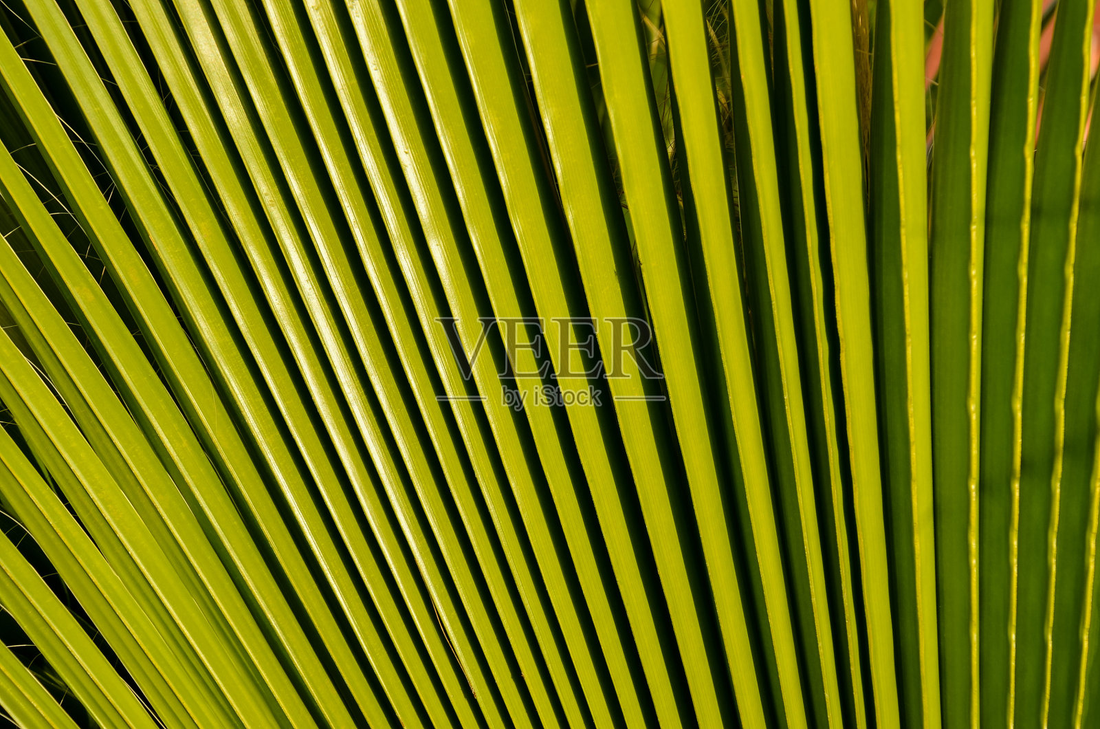 热带加纳利绿色棕榈叶背景照片摄影图片