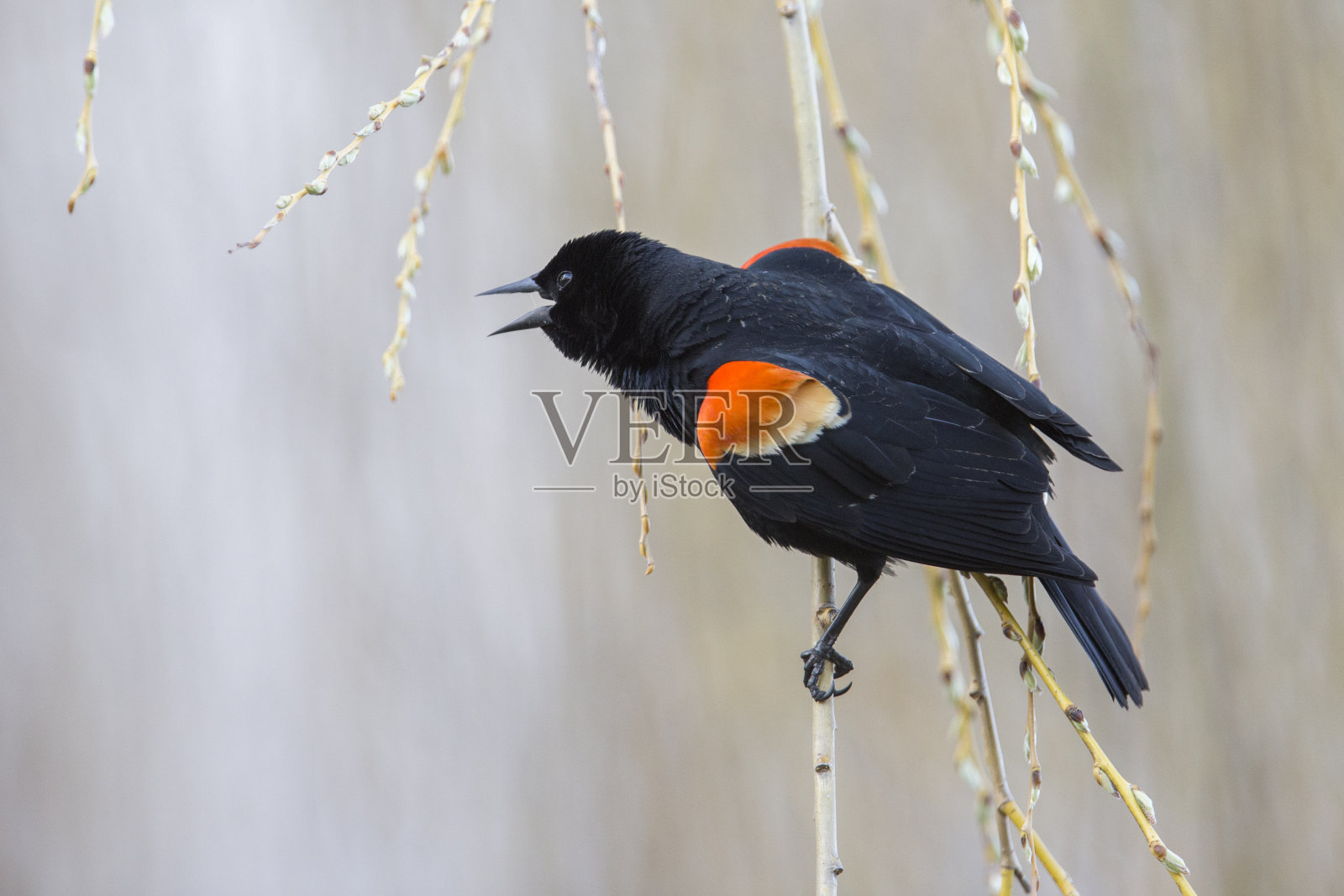 红翼黑鸟照片摄影图片