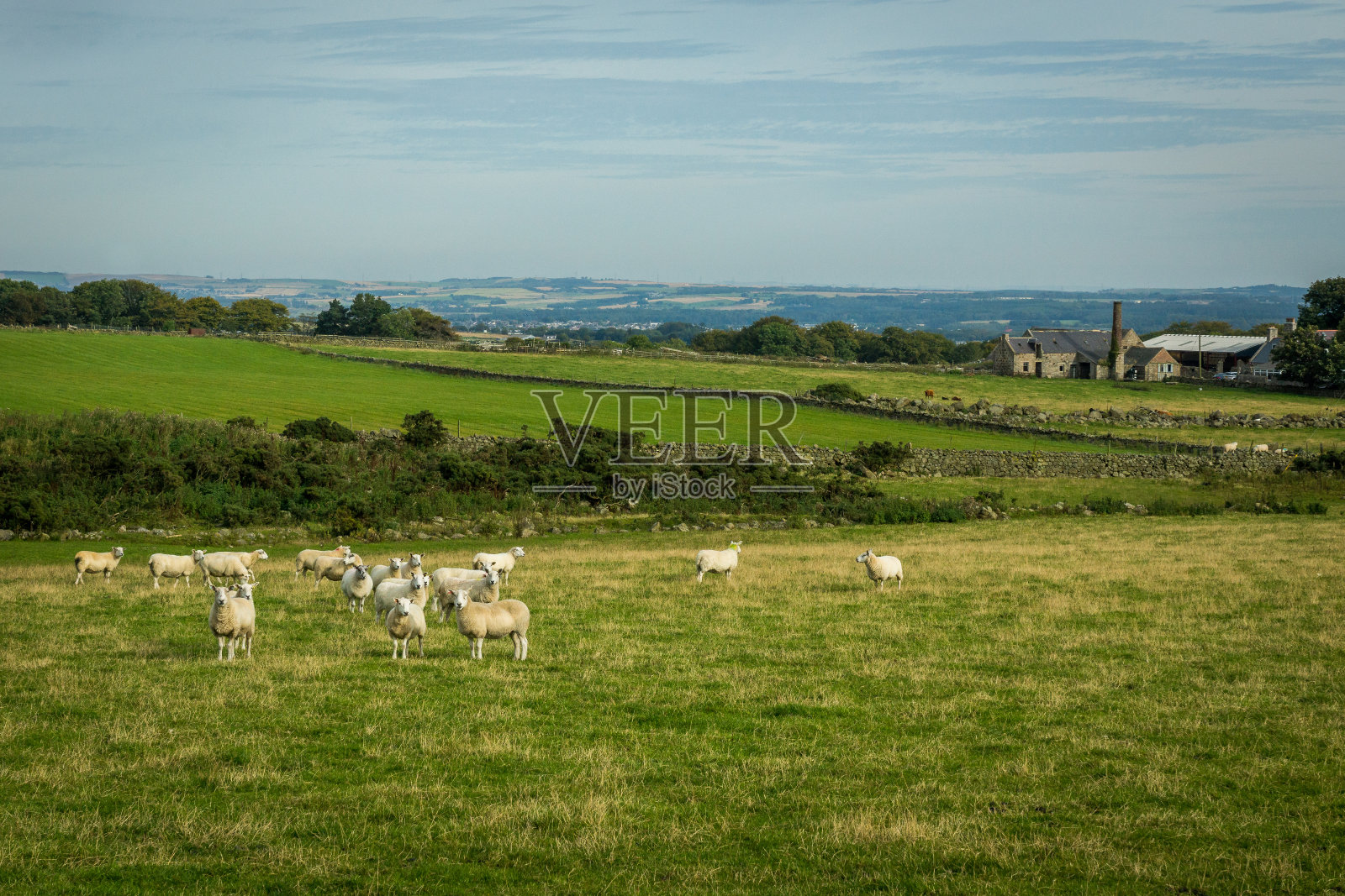 羊在现场照片摄影图片