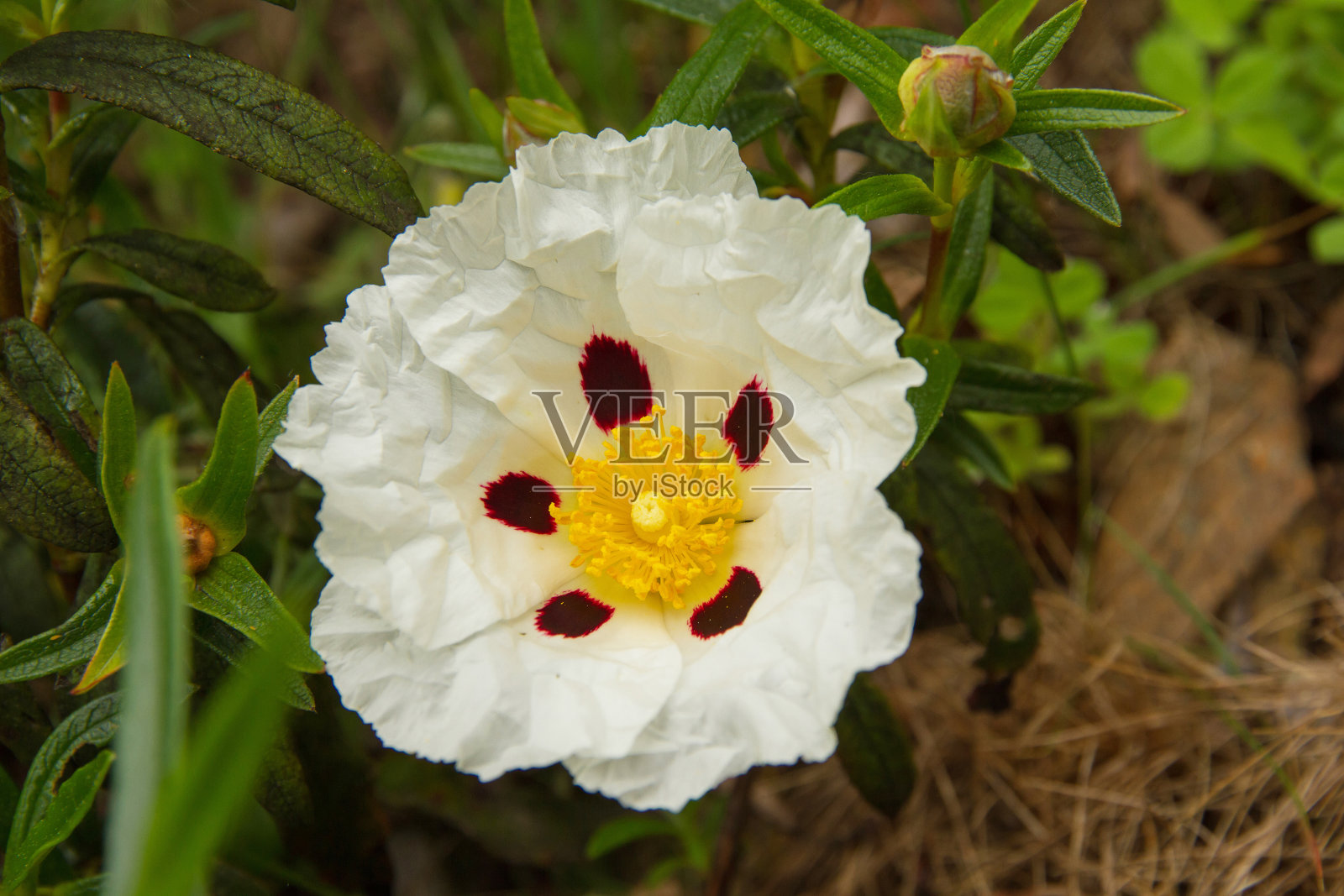 白花岩玫瑰-花布兰卡德哈拉照片摄影图片