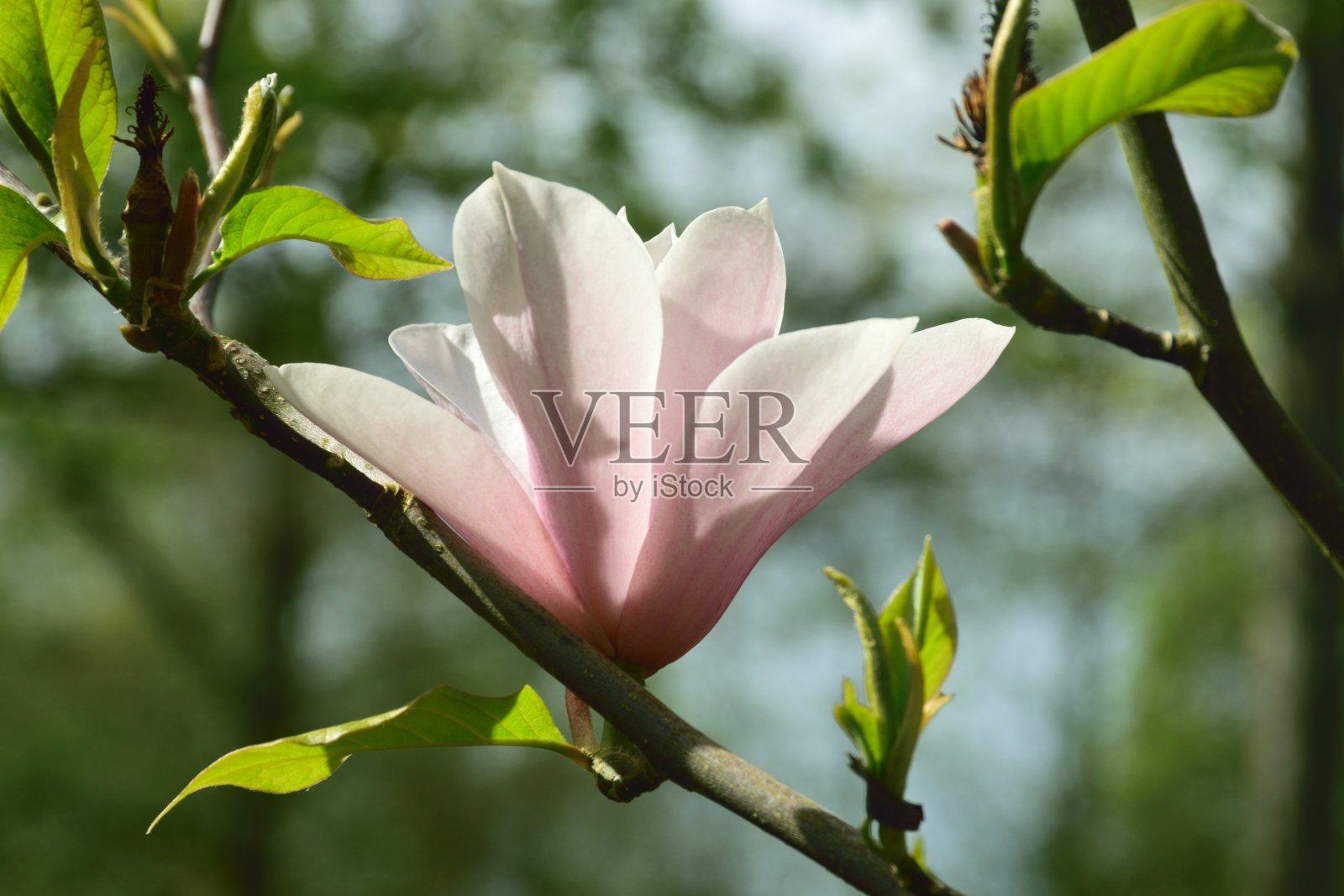 木兰。照片摄影图片