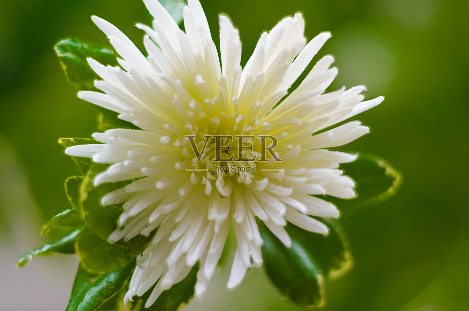 白色的菊花照片摄影图片