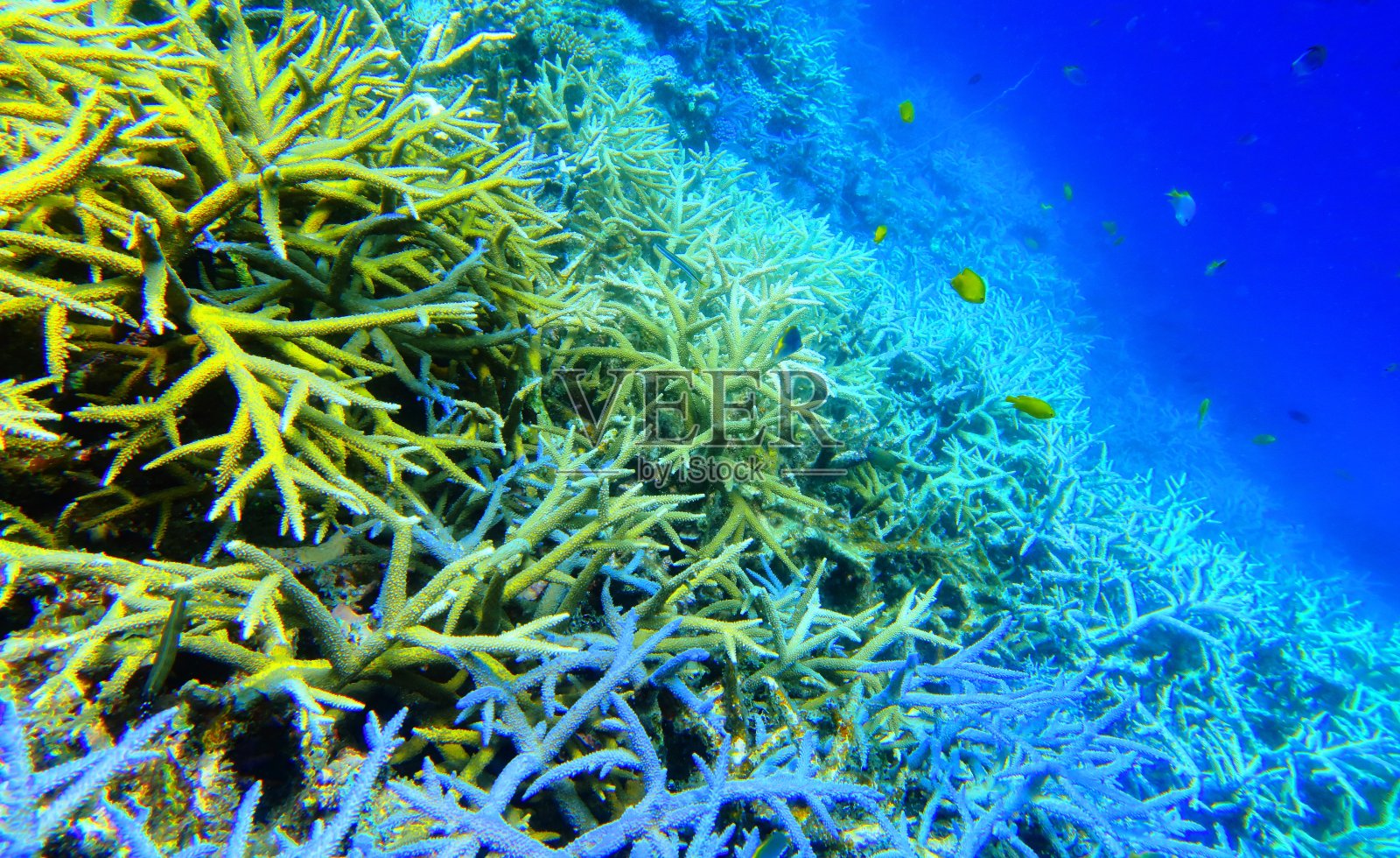 宫古岛的珊瑚礁照片摄影图片