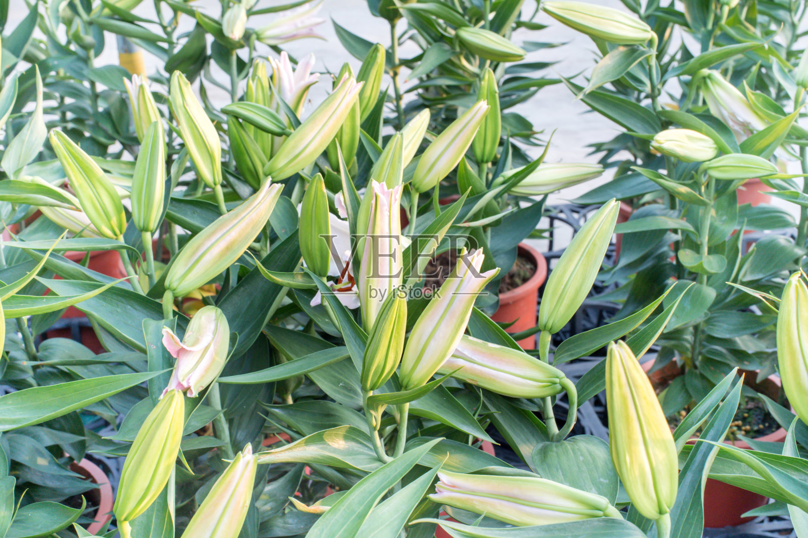 香百合杂交(东方)照片摄影图片