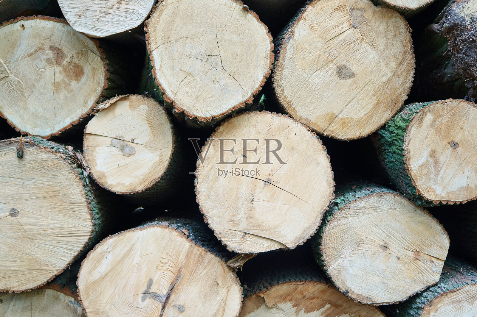 一堆砍下来的树干照片摄影图片