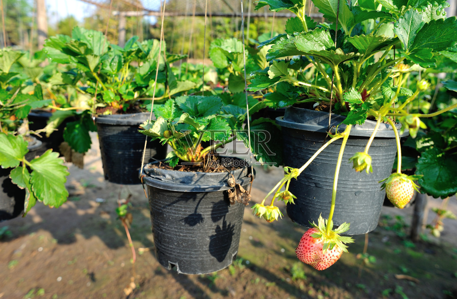 草莓植物照片摄影图片